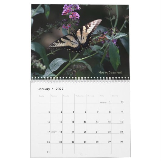 Mural Calendrier de papillons de machaon (Jan 2027)