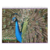 Mural Calendrier de Peacock (Protection)