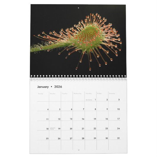 Mural Calendrier de plantes carnivores (Jan 2026)