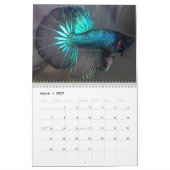 Mural Calendrier de poissons de Betta de demi-lune (Mar 2027)