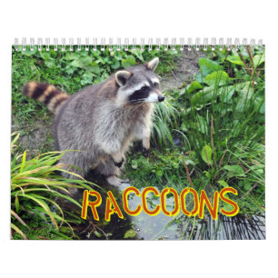 Mural Calendrier de ratons laveurs