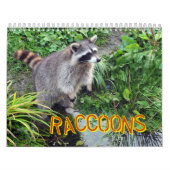 Mural Calendrier de ratons laveurs (Protection)