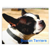 Mural Calendrier de terriers de Boston (Protection)