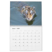 Mural Calendrier de tigres de Bengale, tigres de Bengale (Mar 2027)