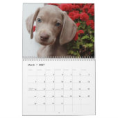 Mural Calendrier de Weimaraner (Mar 2027)