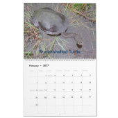 Mural Calendrier d'eau douce australien de tortue de 8 (Feb 2027)
