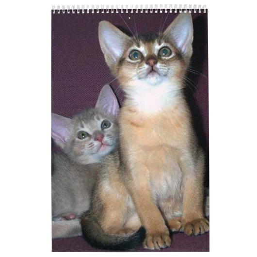 Mural Calendrier des chats abyssinais (Protection)