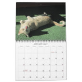 Mural Calendrier des chats et des chiens 2016 (Jan 2027)