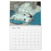 Mural Calendrier des chiots 2014 de Havanese de (Jan 2027)