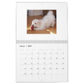 Mural Calendrier des chiots 2014 de Havanese de (Mar 2027)