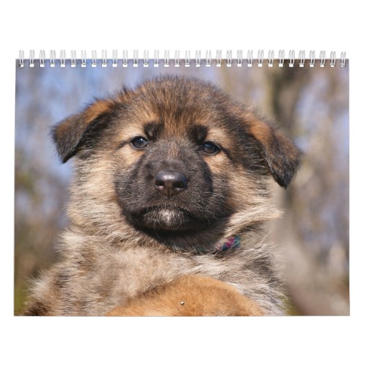 Mural Calendrier des chiots allemands 2016 (Protection)