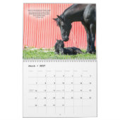 Mural Calendrier frison de cheval avec des vers de bible (Mar 2027)