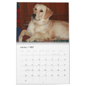 Mural Calendrier Golden Retriever 2016 (Jan 2027)
