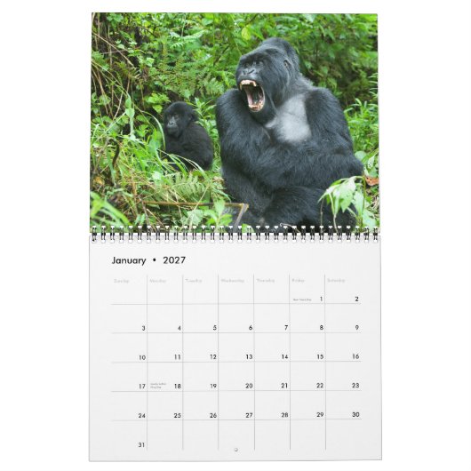 Mural Calendrier - gorilles de montagne du Rwanda (Jan 2027)
