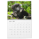 Mural Calendrier - gorilles de montagne du Rwanda (Mar 2027)