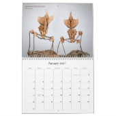 Mural Calendrier Mantidforum haute résolution 2016 (Jan 2027)