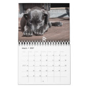 Mural Calendrier mignon 2016 de chiots (Mar 2027)