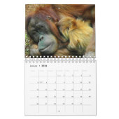 Mural Calendrier orangutan (Jan 2026)