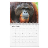 Mural Calendrier orangutan (Feb 2026)