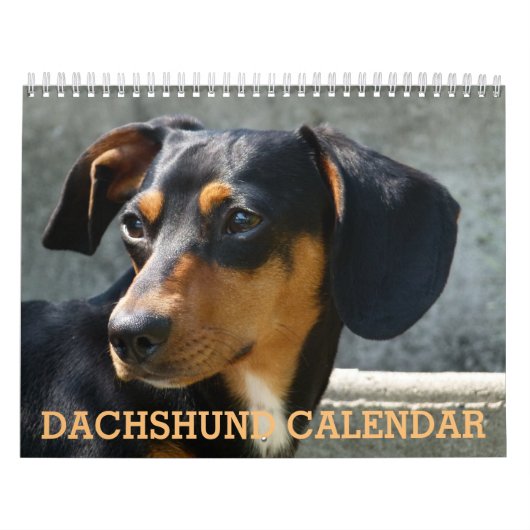 Mural Calendrier photo Dachshund (Protection)