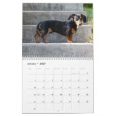 Mural Calendrier photo Dachshund (Jan 2027)