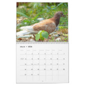 Mural Calendrier Pigeons 2016 (Mar 2026)