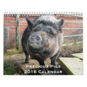 Mural Calendrier Precious Pigs 2016 (Protection)