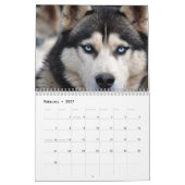 Mural Calendrier Sibérien Husky Chien 2026 (Feb 2027)