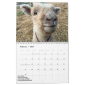 Mural Calendrier Southdown de 2018 de NABSSAR moutons de (Feb 2027)