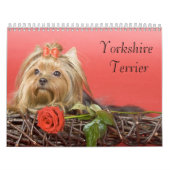 Mural Calendrier Yorkshire Terrier (Protection)