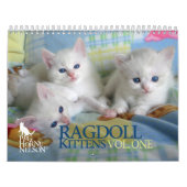 Mural Chatons vol. de Ragdoll. Un calendrier (Protection)