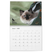 Mural Chatons vol. de Ragdoll. Un calendrier (Mar 2027)