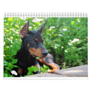 Mural Le calendrier de chiot de dobermann a mis à jour