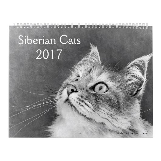 Mural Le nouveau calendrier sibérien 2017 de chat (Protection)