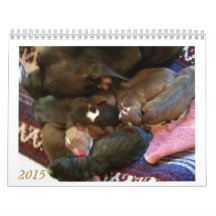 Les chiots de Pitbull grandissent le calendrier
