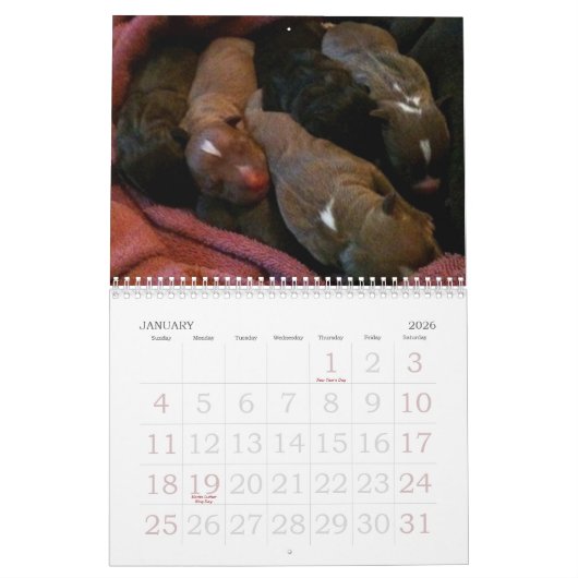 Mural Les chiots de Pitbull grandissent le calendrier (Jan 2026)