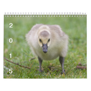 Mural Oies sauvages 2015 - calendrier d'oie