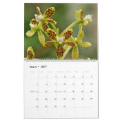 Mural Orchidées du calendrier 2013 de la Colombie (Mar 2027)