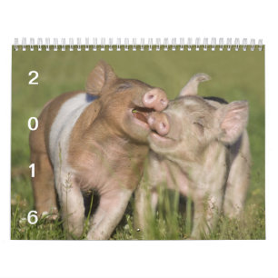 Mural Porcelets heureux - calendrier 2016 de porc