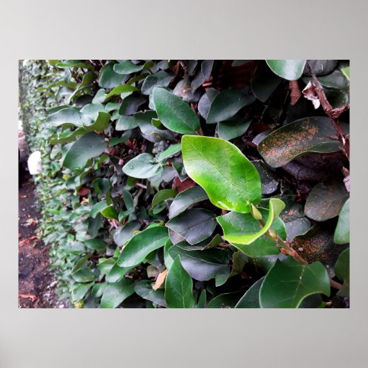 mural poster (Voorkant)