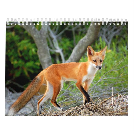 Mural Renards de calendrier de photo de plage de (Protection)