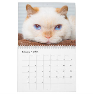 Mural Trident 2017 le calendrier de chat