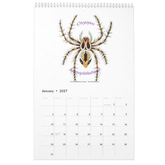 Mural Un calendrier des araignées par Ernst Haeckel. (Jan 2027)