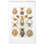 Mural Un calendrier des araignées par Ernst Haeckel. (Protection)