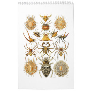 Mural Un calendrier des araignées par Ernst Haeckel.