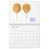 Mural Un calendrier des dessins d'Ernst Haeckel. (Mar 2026)