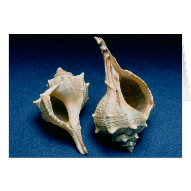 Murex shell (Voorkant Horizontaal)