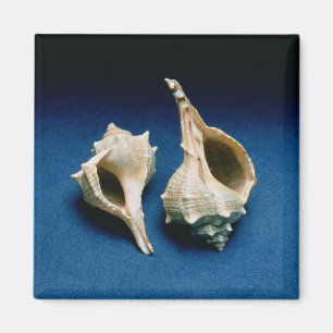 Murex shell magneet