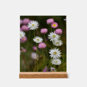 Murmur des Fleurs Sauvages (Recto)