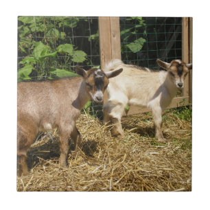 Murphy en Corky Tegeltje